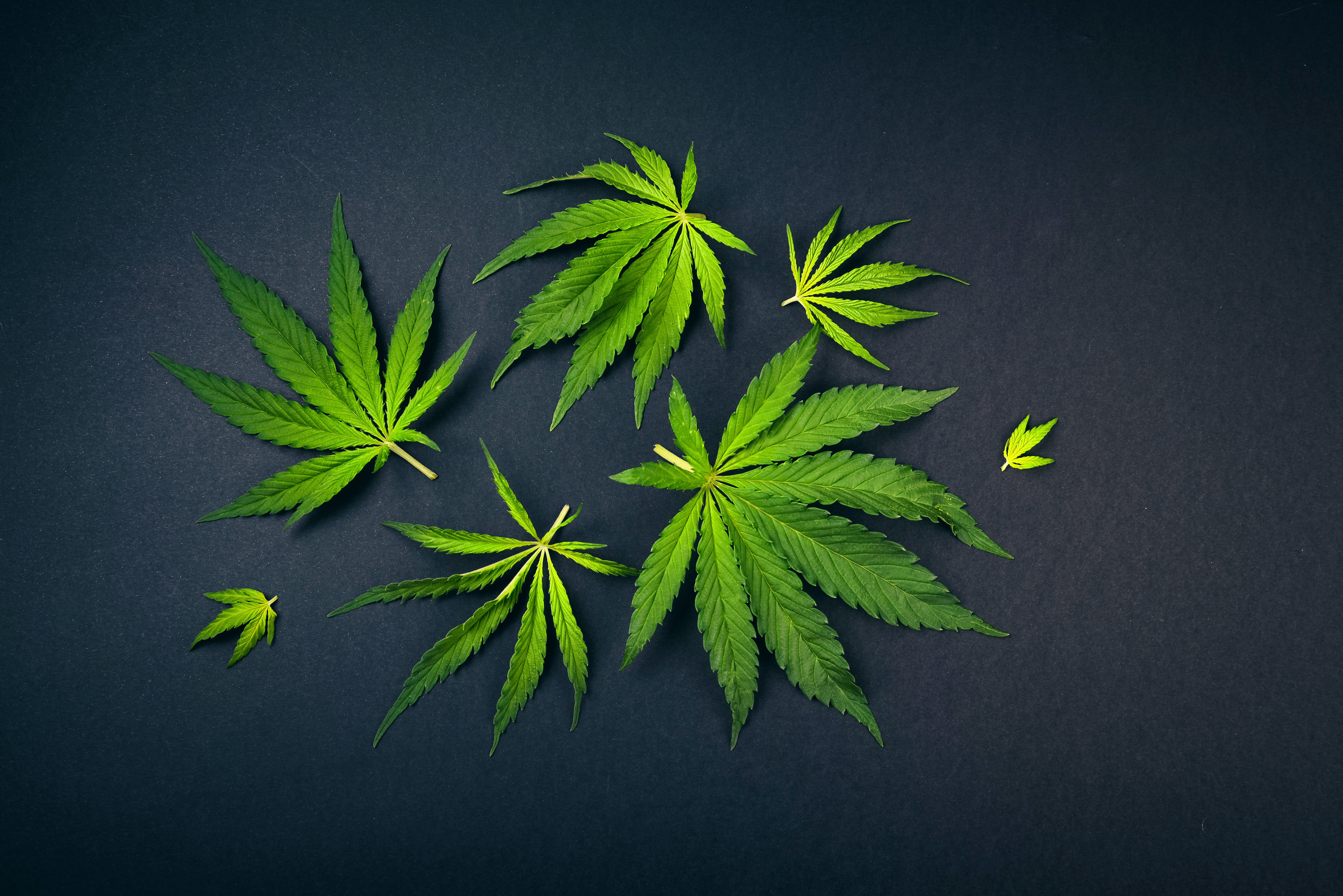 Business NH Magazine: Legalization Advocates Hope New Legislature Will  Bring Momentum to Cannabis Fight