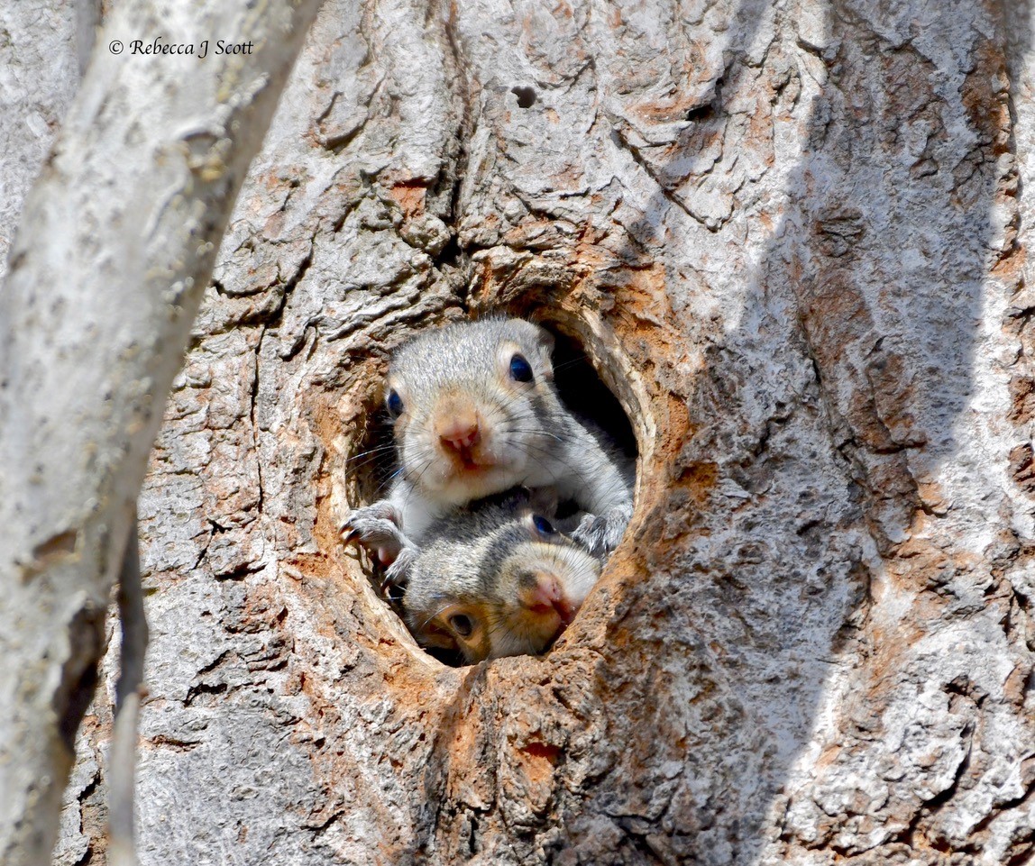 Squirrel Week Highlights Gnawing Problem
