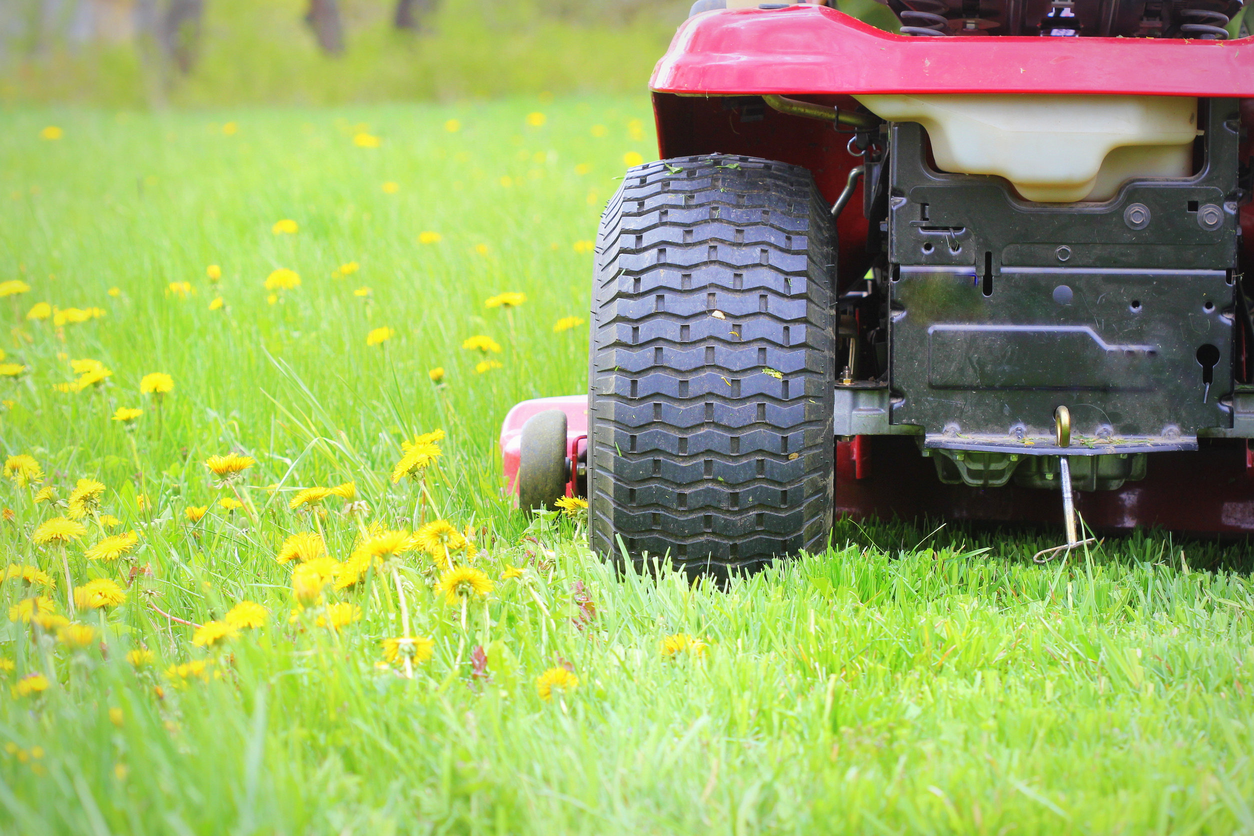Didn't Mow the Lawn? It's Actually a Good Thing