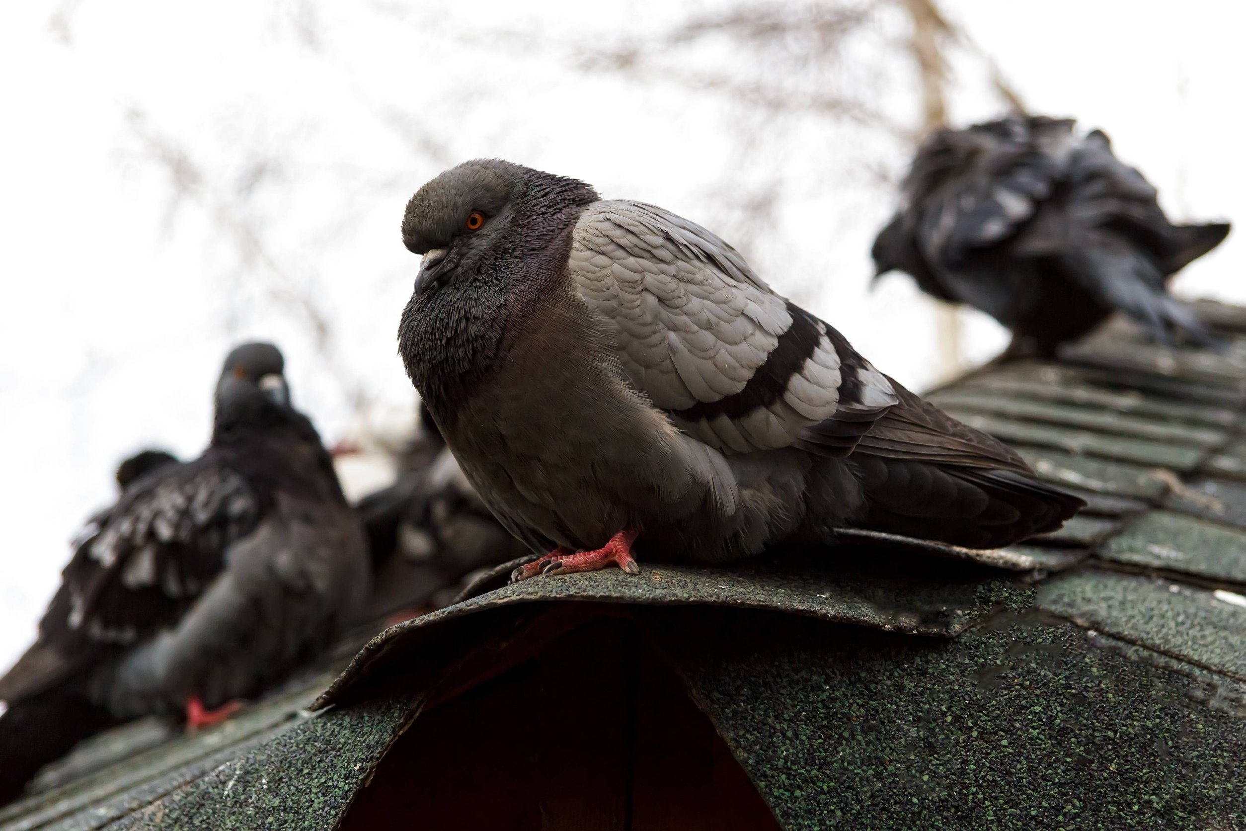 How a Company Pigeon-Proofed all of New York City How a Company Pigeon-Proofed all of New York City
