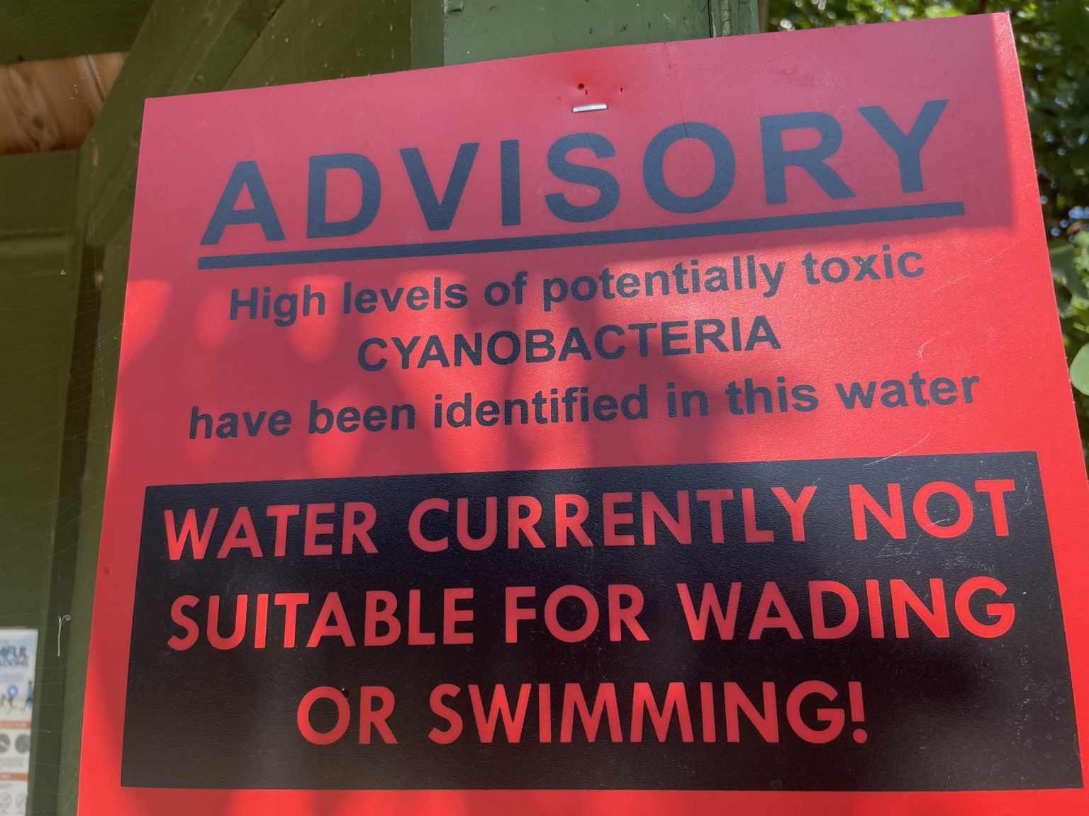 NH Panel to Study Cyanobacteria 