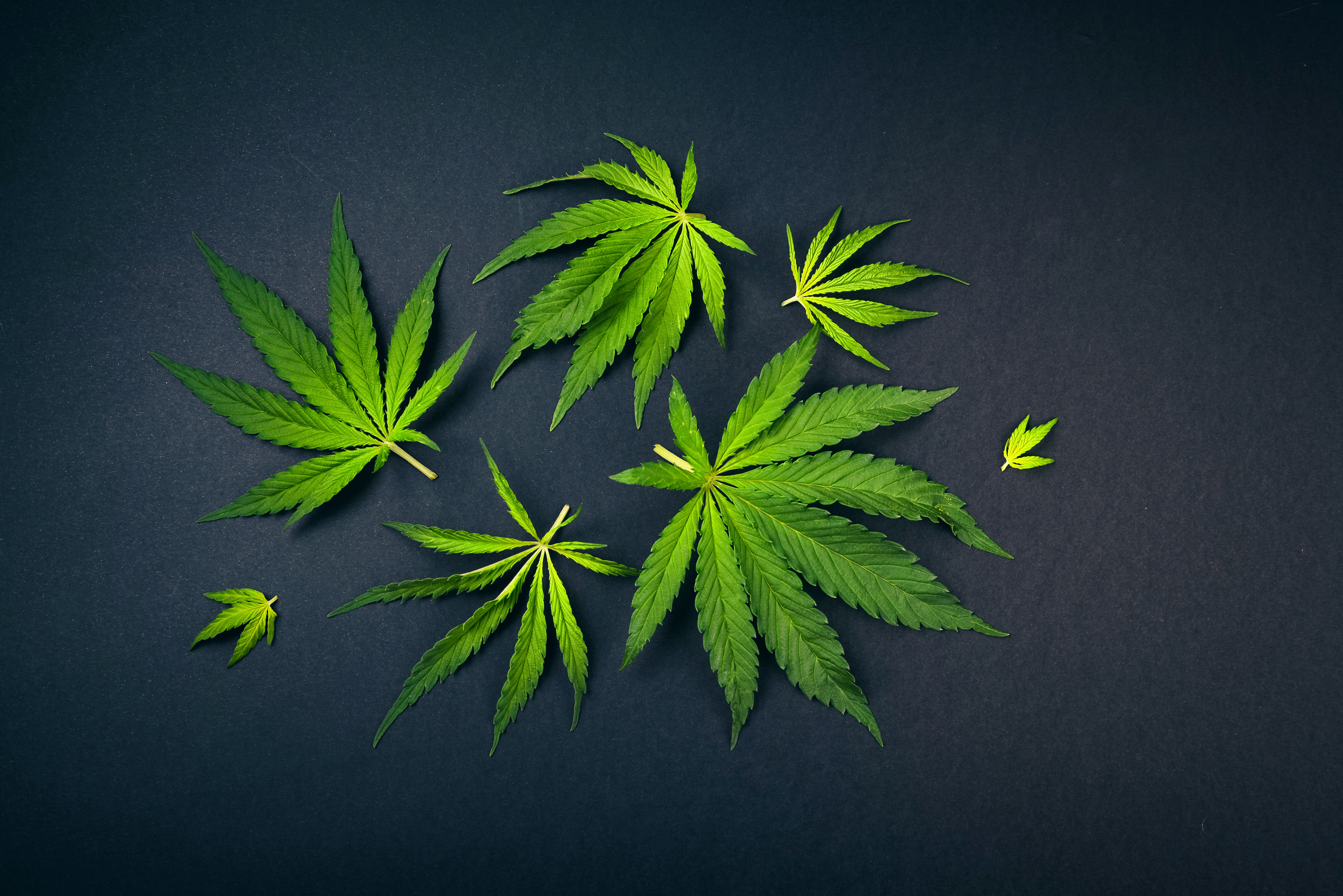 Legalization Advocates Hope New Legislature Will Bring Momentum to Cannabis Fight