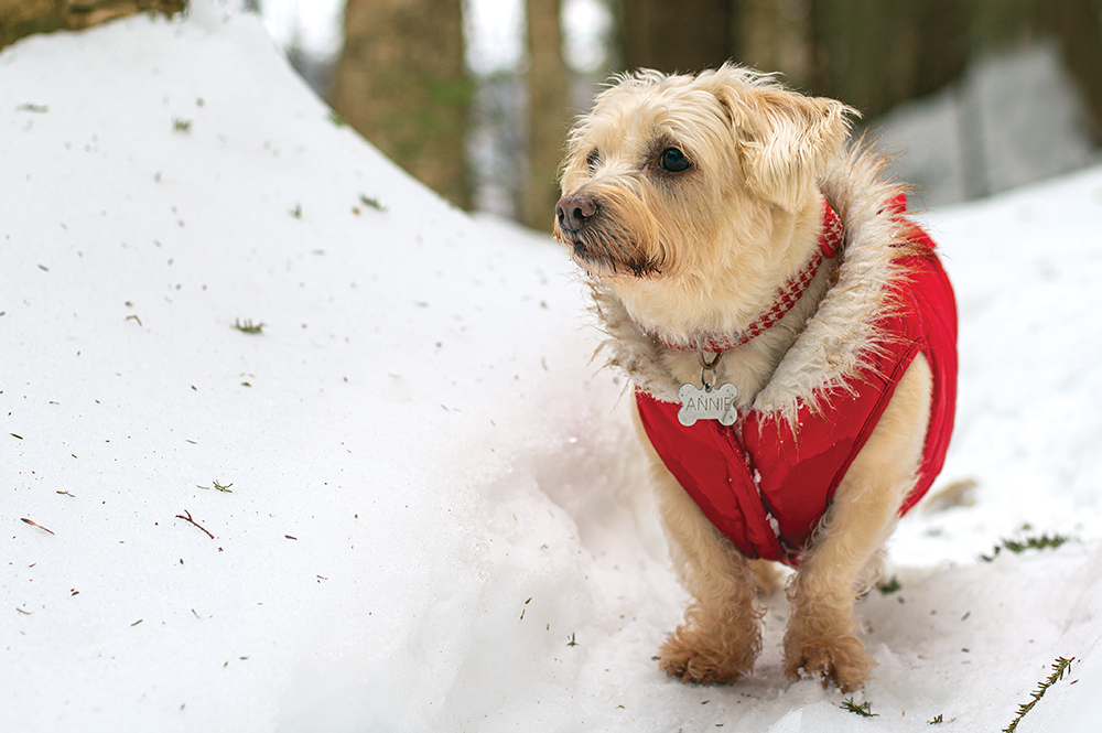 Pandemic Pet Boom Leads to Spike in Pet Insurance