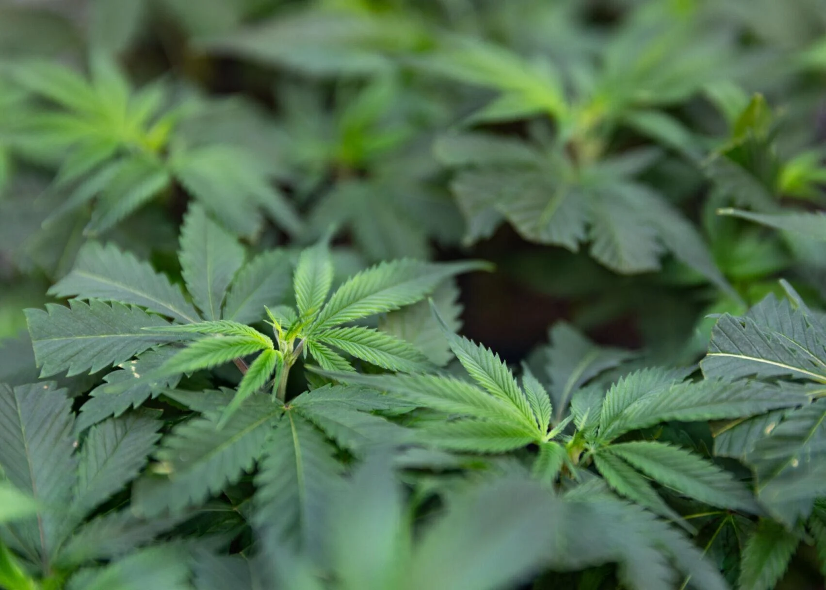 Commission to Spark New Consideration of NH Pot Legalization