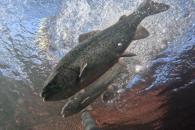 NH Marine Biologist Joins Congressional Push to Expand American Fish Farming