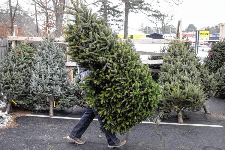 Will Tariffs Affect Christmas Tree Pricing? It Depends