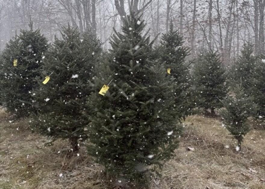 How is NH’s Drought Impacting Christmas Trees?