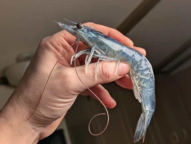 Blue Heron Aquaculture to Launch NH’s First Indoor Shrimp Farm in Seabrook