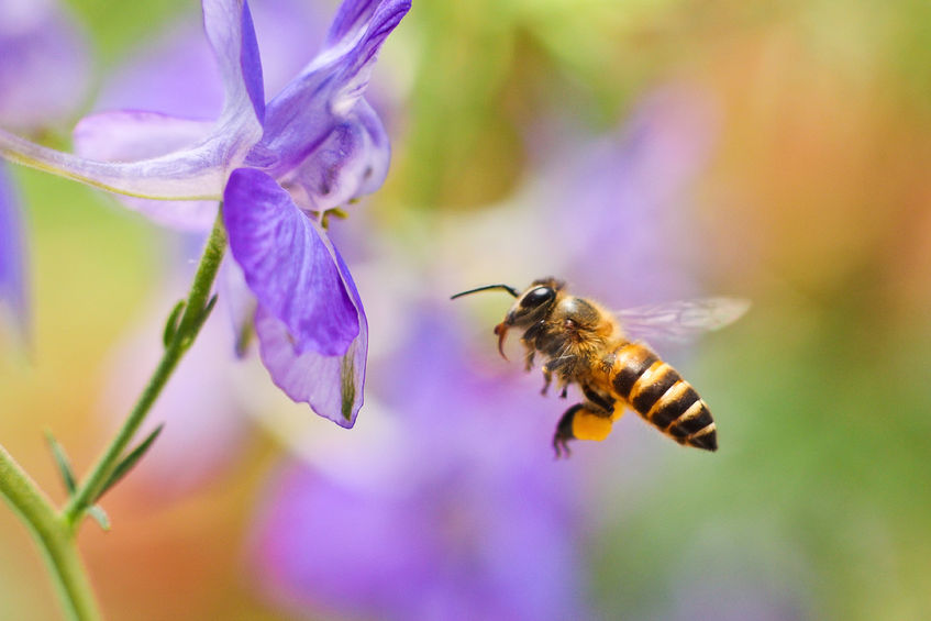 Bees Put on Endangered List