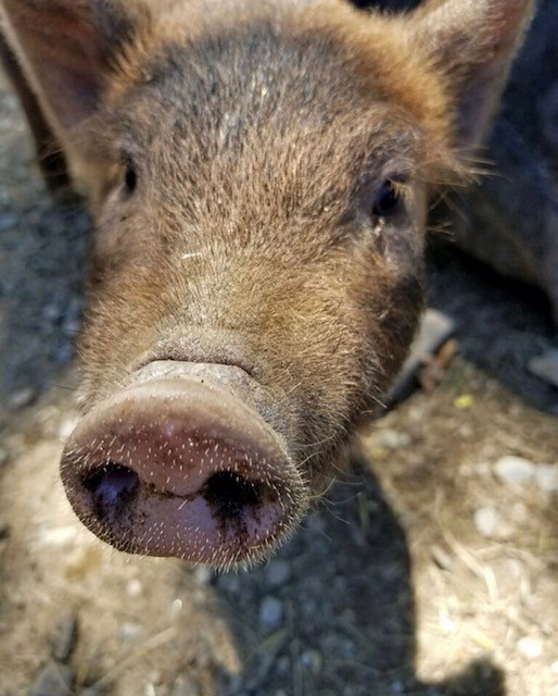 Pig Receives Pardon