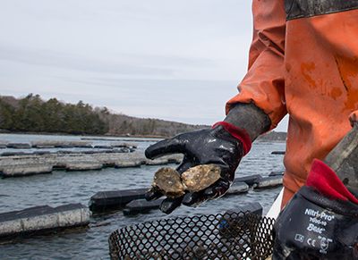 UNH Receives $700k for Aquaculture Project