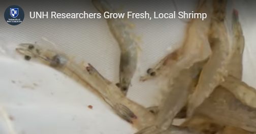 Hyperlocal Shrimp?