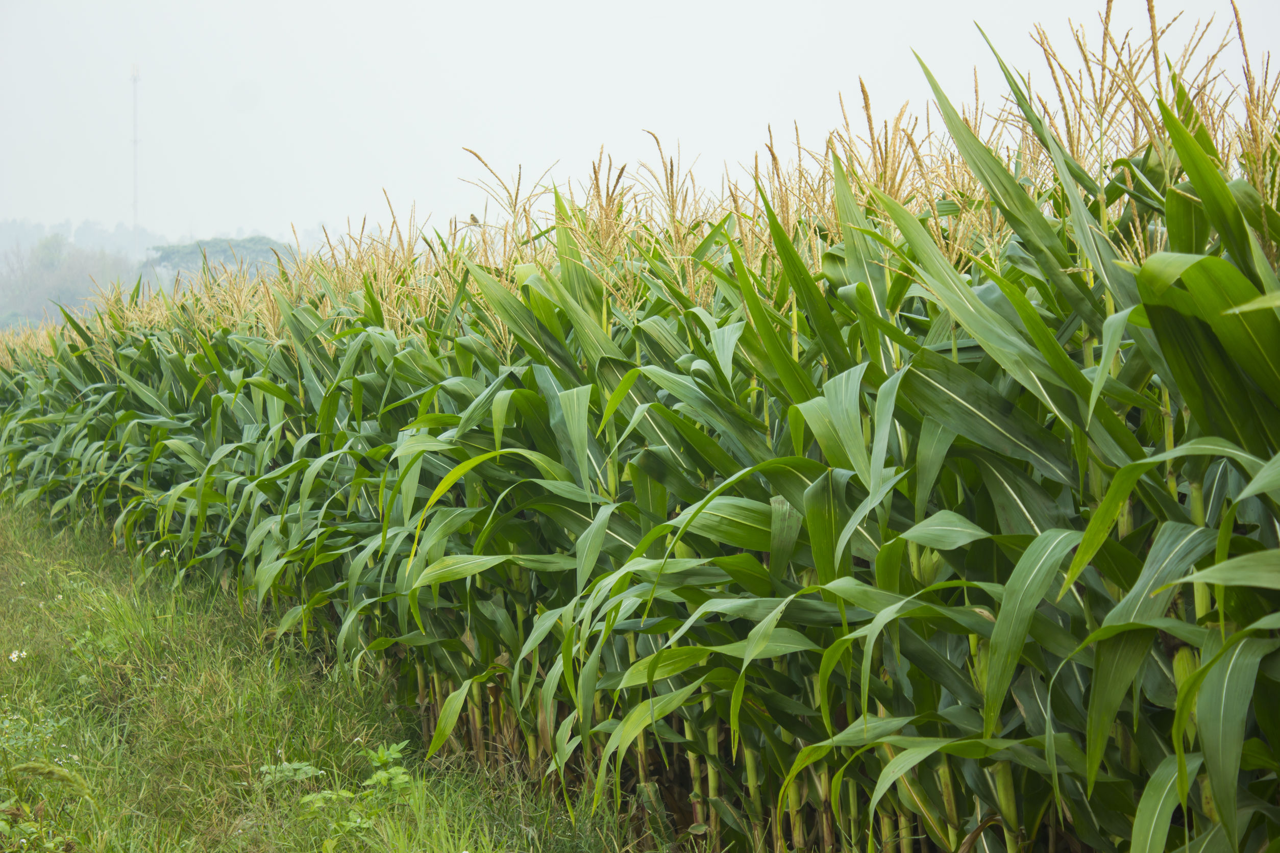 Agricultural Conservation Easement Deadline Set
