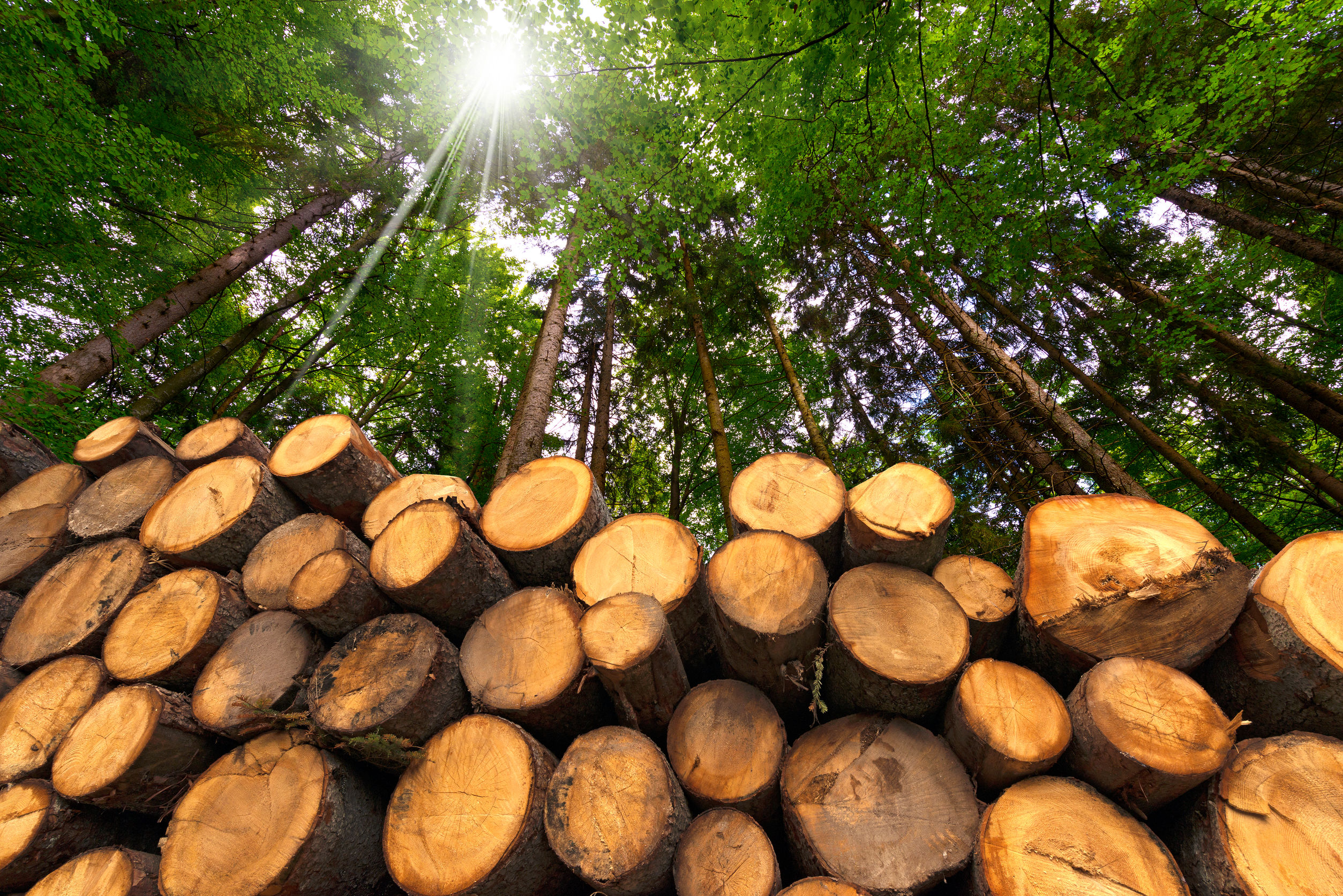 Opinion: Timberland Owners Disappointed by Veto