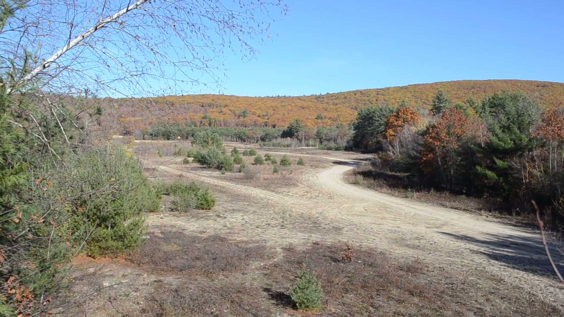 The Buzz Online The Buzz Online