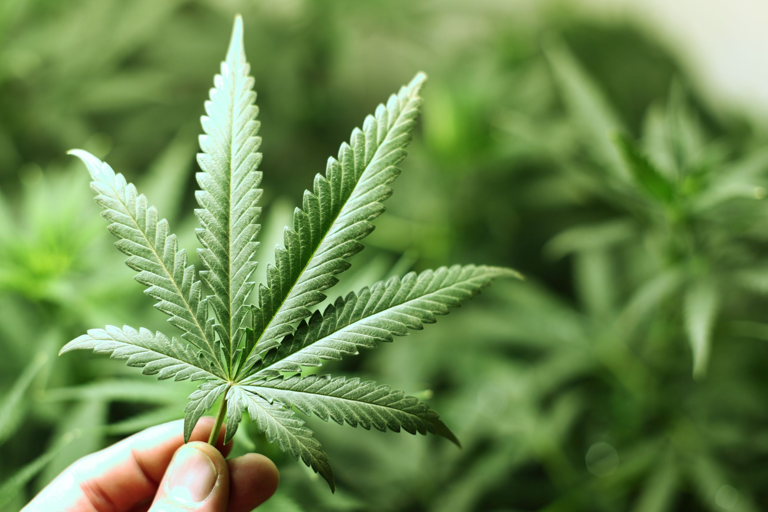 Cannabis Dispensary Opens in Chichester