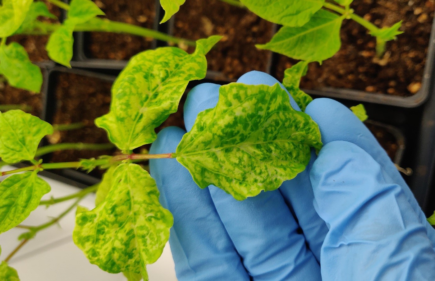 How Plants Activate the Immune System